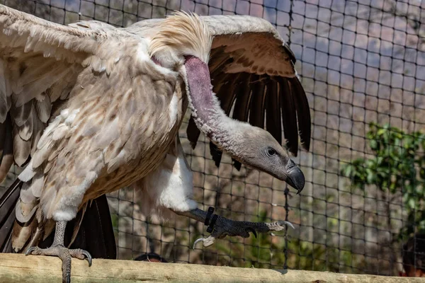 Primo Piano Uccello — Foto Stock