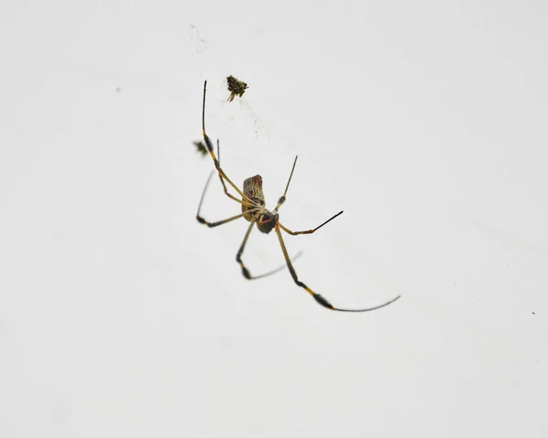 Nahaufnahme Einer Spinne Auf Weißem Hintergrund — Stockfoto