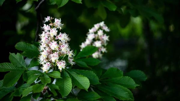 Beautiful Flowers Growing Garden — Stock Photo, Image