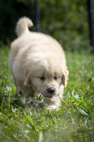 Cute Dog Grass — Stock Photo, Image