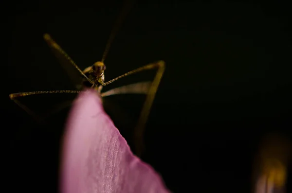 Macro Tiro Bug Fundo Preto — Fotografia de Stock