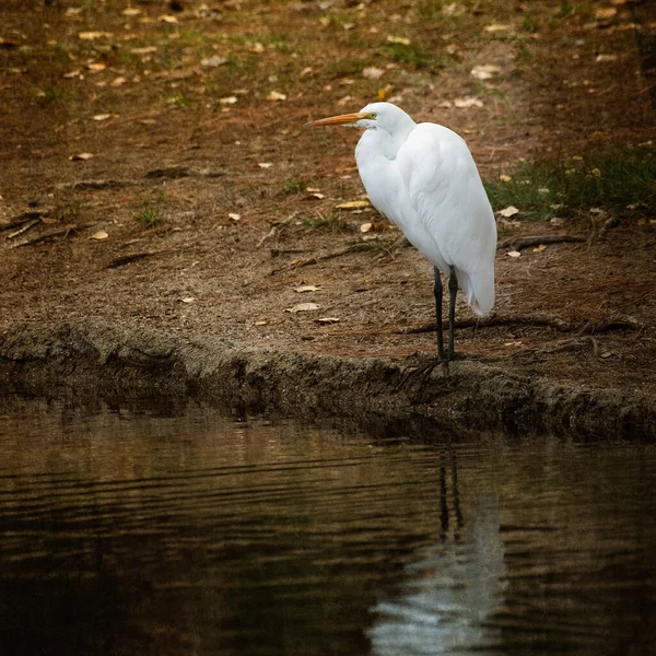Great Egret Water — Stock Photo, Image