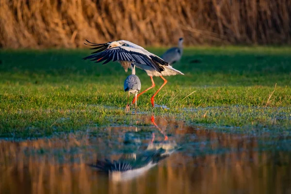 Schöner Vogel Wasser — Stockfoto