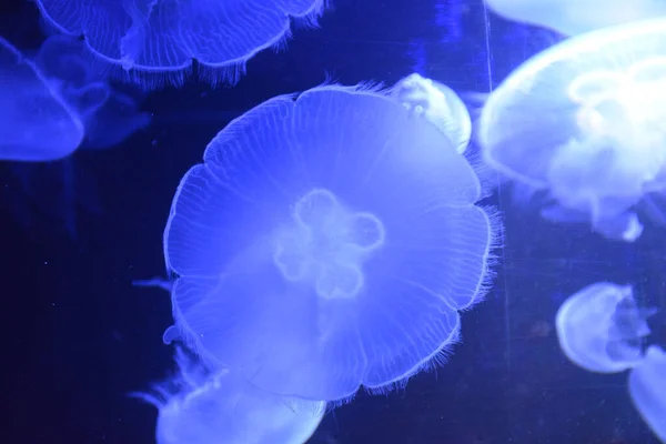 Medúzy Akváriu — Stock fotografie