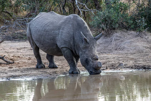 Rhinocéros Avec Grand Veau — Photo