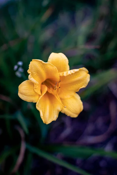 Iris Amarillo Primavera — Foto de Stock