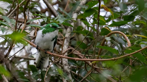 Ormanda Bir Ağacın Dalında Bir Kuş Oturuyor — Stok fotoğraf