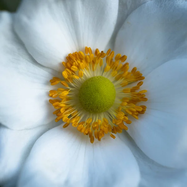 Vackra Blommor Blommigt Koncept Bakgrund — Stockfoto