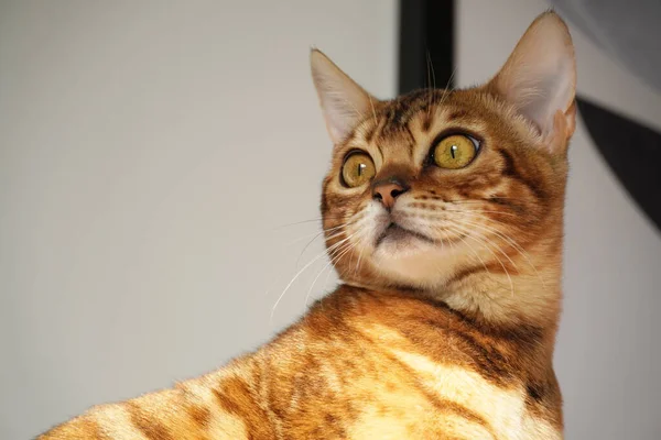 Lindo Gato Con Amarillo Ojos — Foto de Stock