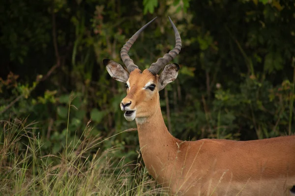 Primer Plano Impala Masculino Parque Nacional Kruger — Foto de Stock