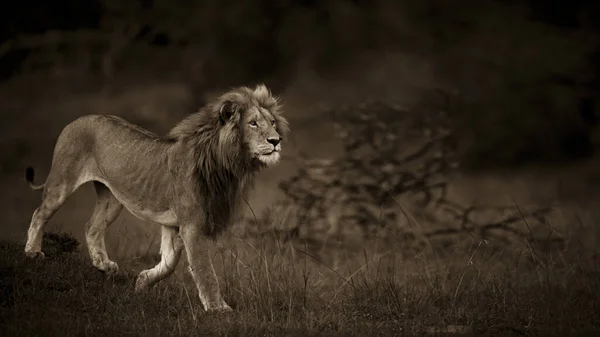 León Macho Hierba — Foto de Stock