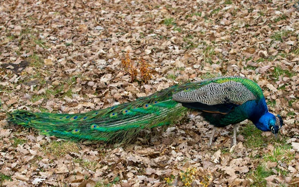 Påfågel Med Grön Fjäderdräkt — Stockfoto