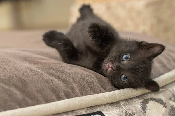 Cute Cat Lying Bed — Stock Photo, Image