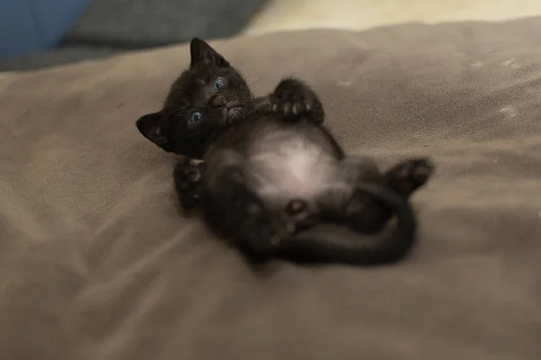 床に寝そべっている黒い猫 — ストック写真
