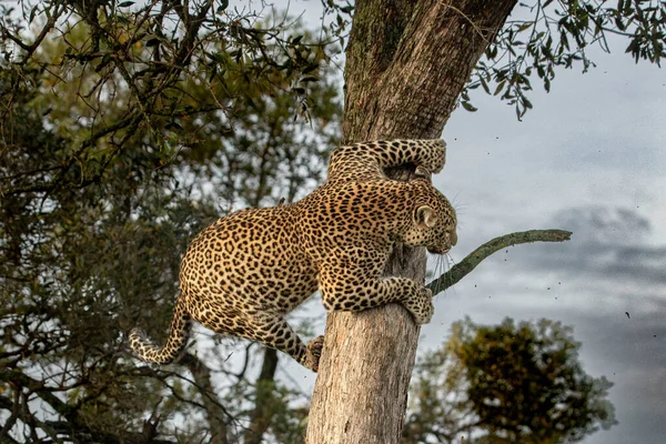 Leopardo Zoológico — Fotografia de Stock