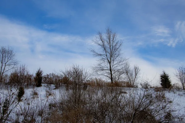 Winterlandschaft Mit Schneebedeckten Bäumen — Stockfoto