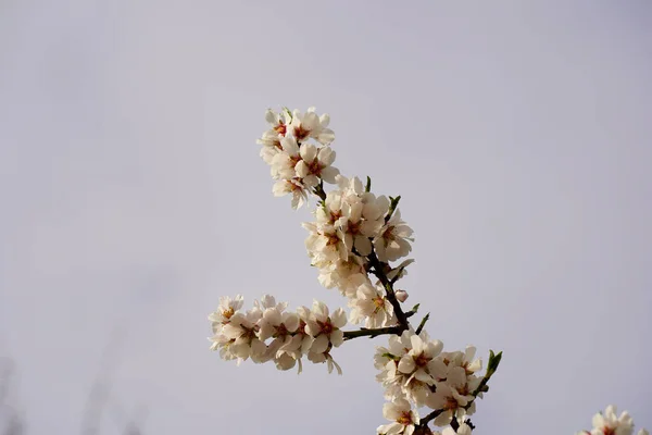 Flores Bonitas Jardim — Fotografia de Stock