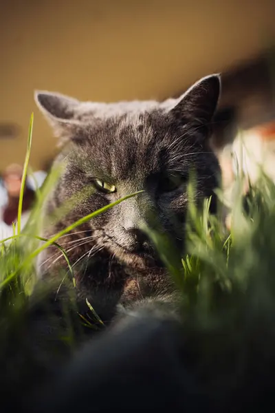 Kat Het Gras — Stockfoto