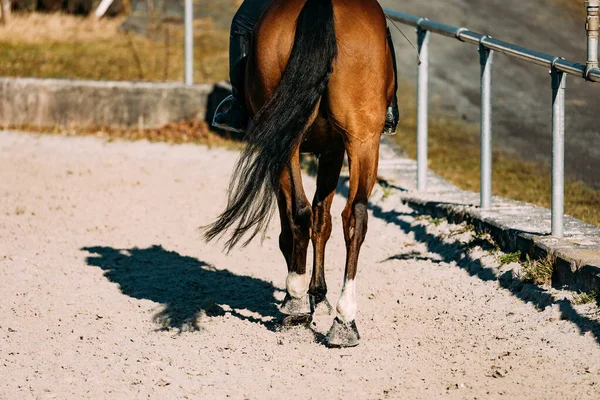 Häst Hagen — Stockfoto