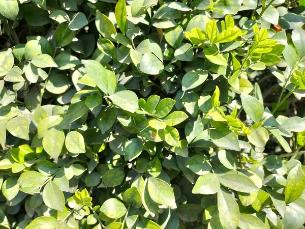 Groene Bladeren Tuin — Stockfoto