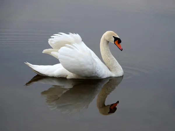 Cigno Bianco Sul Lago — Foto Stock