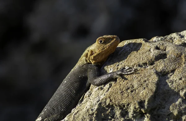 Lizard Rock Close — Stock Photo, Image