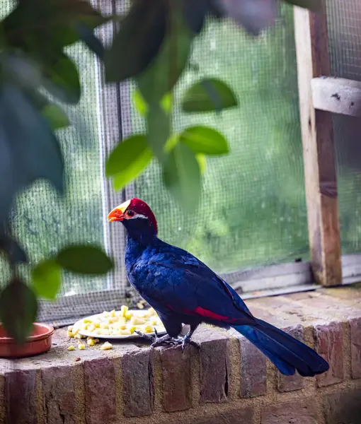 Primer Plano Hermoso Pájaro —  Fotos de Stock