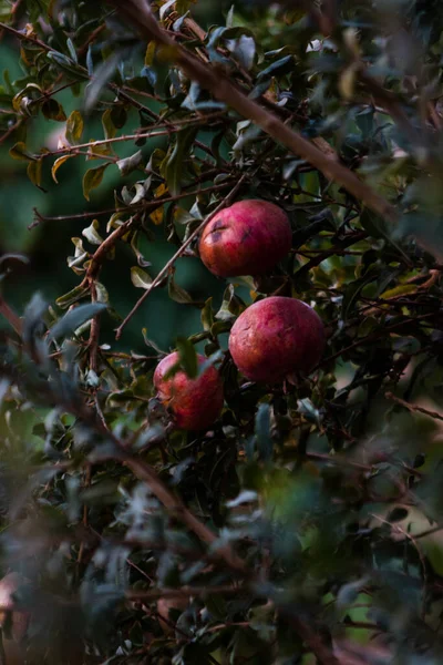 Manzanas Rojas Maduras Árbol Jardín — Foto de Stock