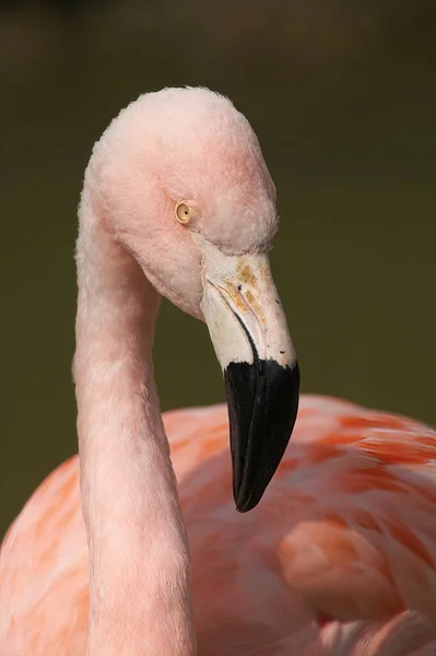 Gyönyörű Rózsaszín Flamingó Tóban — Stock Fotó
