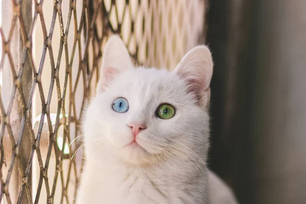 Retrato Lindo Gato —  Fotos de Stock
