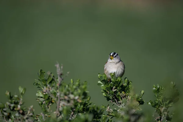 Een Vogel Een Tak Van Een Boom — Stockfoto