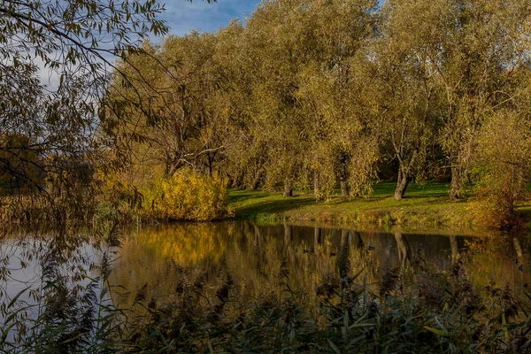 Paysage Automne Avec Arbres Feuilles — Photo