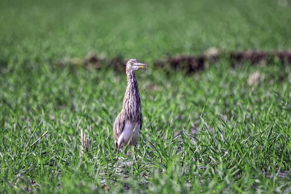 Eine Nahaufnahme Eines Schönen Vogels Gras — Stockfoto