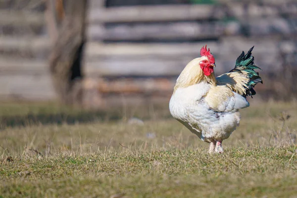 农场里一只漂亮的公鸡的特写镜头 — 图库照片
