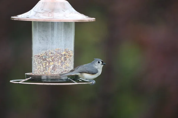 Ein Vogel Sitzt Auf Einem Ast Eines Baumes Wald — Stockfoto