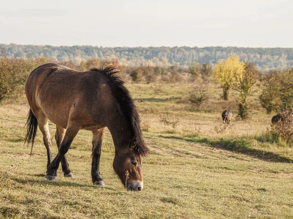 Koně Pasoucí Louce — Stock fotografie