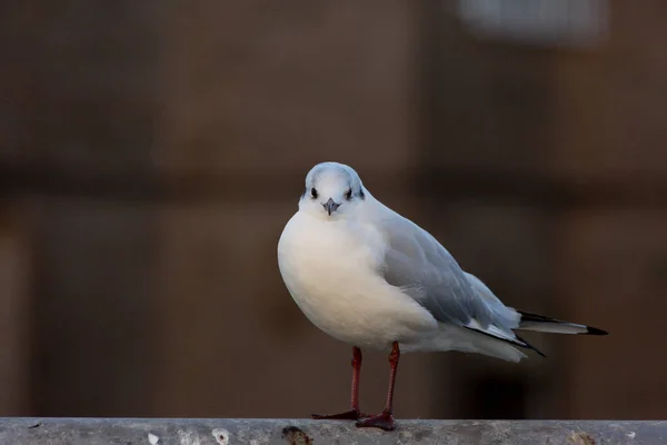 Sahilde Martı — Stok fotoğraf