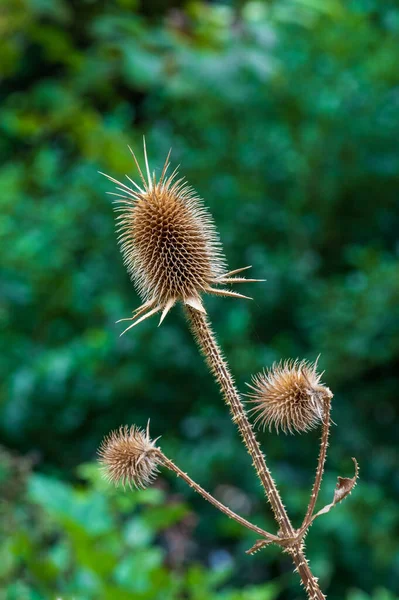 美丽的植物学照片 天然壁纸 — 图库照片