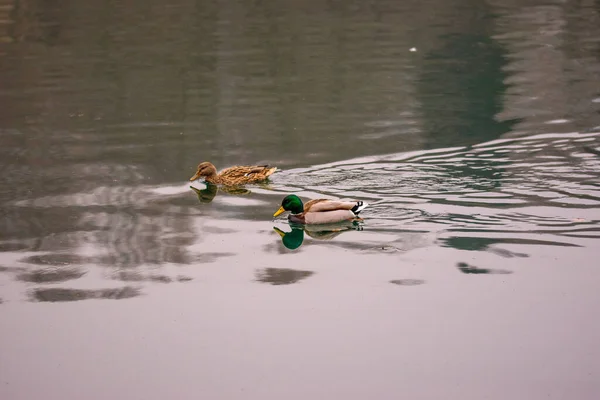 Canard Nageant Dans Lac — Photo
