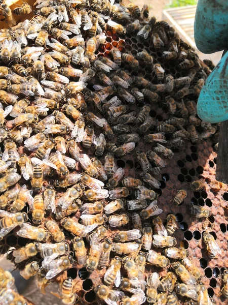 Abejas Colmena Cerca —  Fotos de Stock