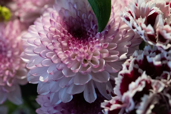 Hermosas Flores Jardín — Foto de Stock