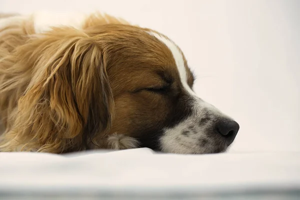 Dog Lying Bed — Stock Photo, Image