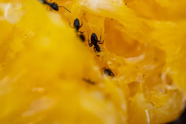 Honey Bee Yellow Background — Stock Photo, Image