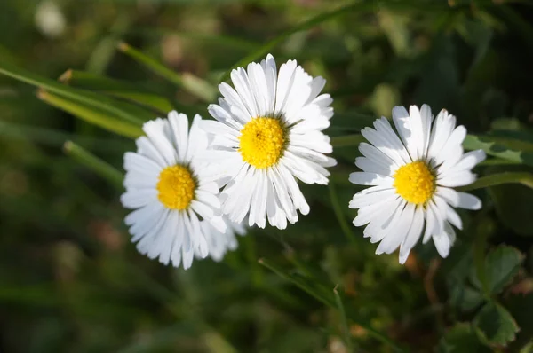 Flores Brancas Margarida Jardim — Fotografia de Stock
