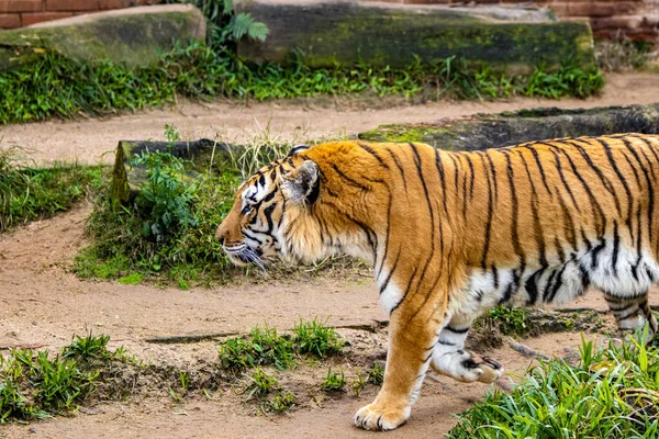 황갈색의 동물원에 호랑이 — 스톡 사진