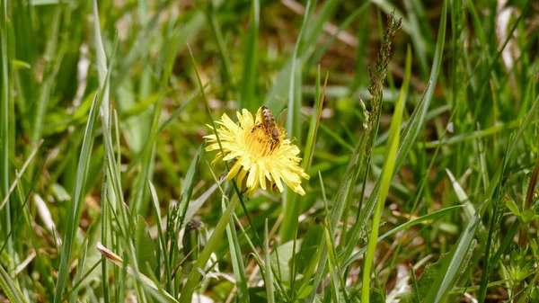 Schöne Blumen Wachsen Garten — Stockfoto