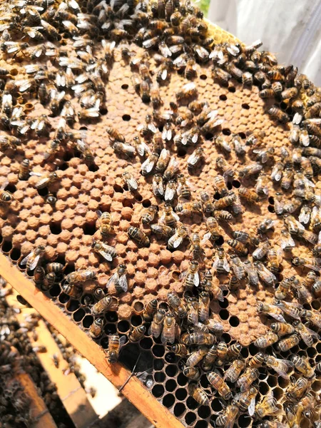 Zbliżenie Pszczół Ulu — Zdjęcie stockowe