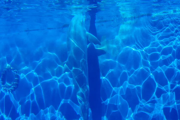 Swimmingpool Med Vattenreflektioner — Stockfoto