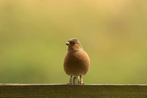 Hermoso Tiro Pájaro Hábitat Natural —  Fotos de Stock