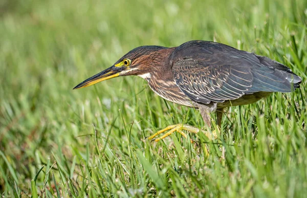 Grande Aigrette Ardea Cinerea — Photo